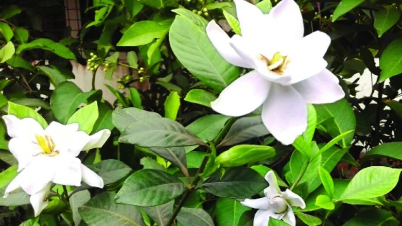 ভিজিয়ে রাখা সরষের খোল গাছের গোড়ায় দিলেও ভাল ফুল হবে। শুকিয়ে যাওয়া ফুল ও পাতা গাছ থেকে ফেলে দিন। তাহলে নতুন ডাল বার হবে। নতুন কুঁড়ি আসবে।