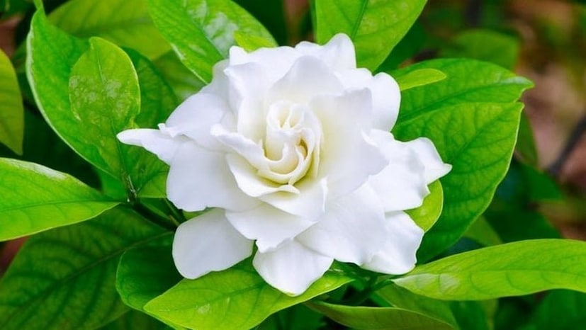 ব্যবহৃত চায়ের পাতা শুকিয়ে নিয়ে গাছের গোড়ায় দিন। যদি চায়ে চিনি খান তাহলে ব্যবহৃত চায়ের পাতা ধুয়ে নিন ভাল করে। কফির স্যাশে গুলে নিন ঈষদুষ্ণ জলে। তার পর ঠান্ডা করে দিন গাছের গোড়ায়। এতে স্বাস্থ্যোজ্জ্বল হবে আপনার গন্ধরাজ গাছ।