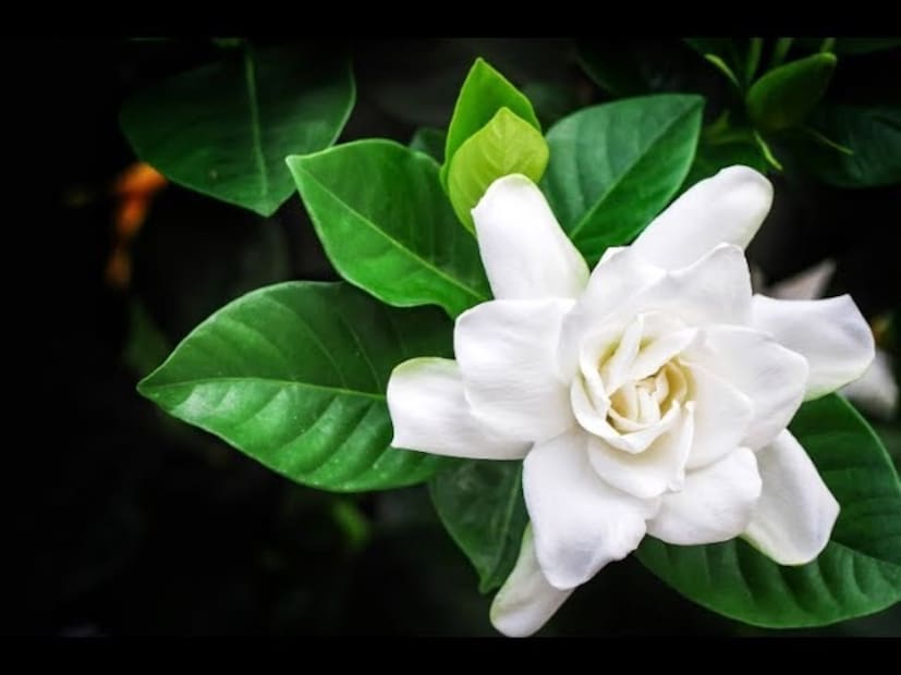 এমন জায়গায় গাছটিকে রাখুন যাতে সকালে ২-৩ ঘণ্টা নরম রোদ পায়। সারা দিন রোদ পড়লে গাছের ক্ষতি হবে। বৃদ্ধি আটকে যাবে, ফুল আসবে না।