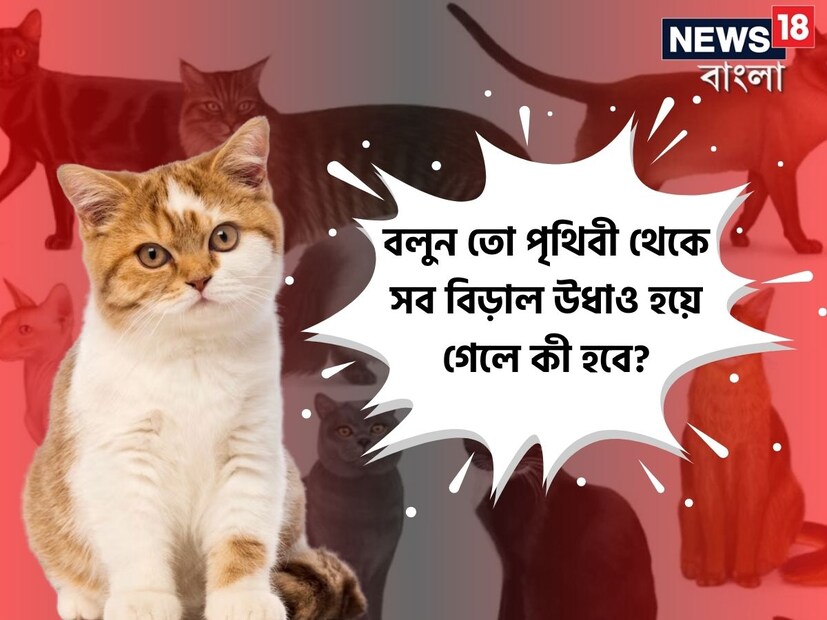 বিড়াল একটি চেনা পোষ্য যা মানুষের খুব কাছের। বিড়াল বাড়িতে পোষ্য হিসেবে যেমন জনপ্রিয়, তেমনই 'বাঘের মাসি' নামে পরিচিত এই প্রাণীটির জন্য মানুষের মনে আলাদাই কদর।