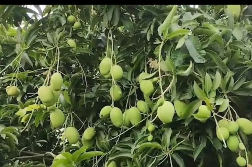 প্রথম ক’দিন হাল্কা ছায়ায় রাখুন গাছ। তার পর সরাসরি রোদে রাখুন। চড়া রোদ না পেলে কিন্তু আমগাছের বৃদ্ধি ভাল হবে না।