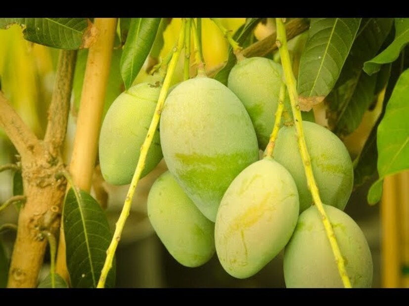 গ্রাফ্টিংয়ের গাছে তাড়াতাড়ি মঞ্জরী আসবে। আঁটি ফেলে গাছ হলে তাতে মঞ্জরী আসতে সময় নেবে। মঞ্জরীর সময় কোনও কীটনাশক দেবেন না। আম ধরলে তার পর নিমতেল স্প্রে করে দিন। তাহলে পোকামাকড় হবে না।