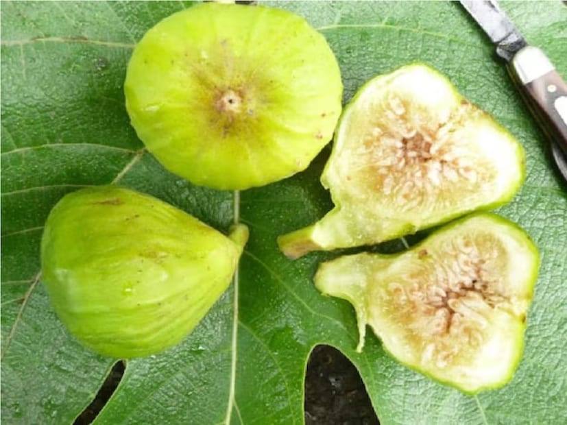 ডুমুর পাতায় এমন পদার্থ উপস্থিত থাকে যা শরীরের খারাপ কোলেস্টেরল কমাতে খুবই উপকারী। এতে পেকটিন নামক দ্রবণীয় ফাইবার পাওয়া যায়, যা শরীর থেকে অতিরিক্ত কোলেস্টেরল দূর করে।