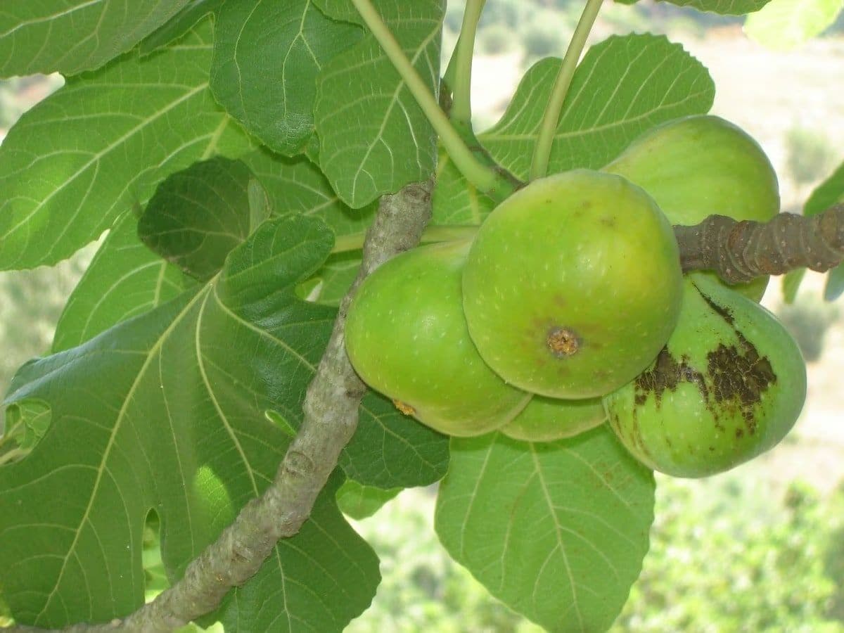 ডুমুর পাতা কোষ্ঠকাঠিন্যের জন্য খুবই উপকারী। ডুমুর পাতায় প্রচুর পরিমাণে ডায়েটারি ফাইবার পাওয়া যায়, যা পরিপাকতন্ত্রের স্বাস্থ্য ভাল রাখে। ওজন কমাতে চাইলে ডুমুর পাতার চা খেতে পারেন। এতে ফাইবার পাওয়া যায়, যা ওজন কমাতেও সাহায্য করে।