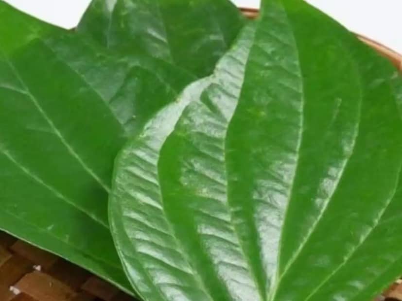 পেট সংক্রান্ত অনেক সমস্যা কমাতেও পান খুবই উপকারী। বিশেষ করে এই পাতা হজম শক্তি বৃদ্ধি করে।
