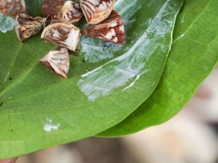 পান চিবিয়ে খেলে দাঁতের অনেক সমস্যা থেকে মুক্তি পাওয়া যায়। এই পাতা খেলে দাঁতের ব্যথা থেকেও মুক্তি পাওয়া যায়। তবে এটি খাওয়ার আগে মনে রাখতে হবে সুপারি, তামাক, চুন ইত্যাদি যেনো না থাকে।