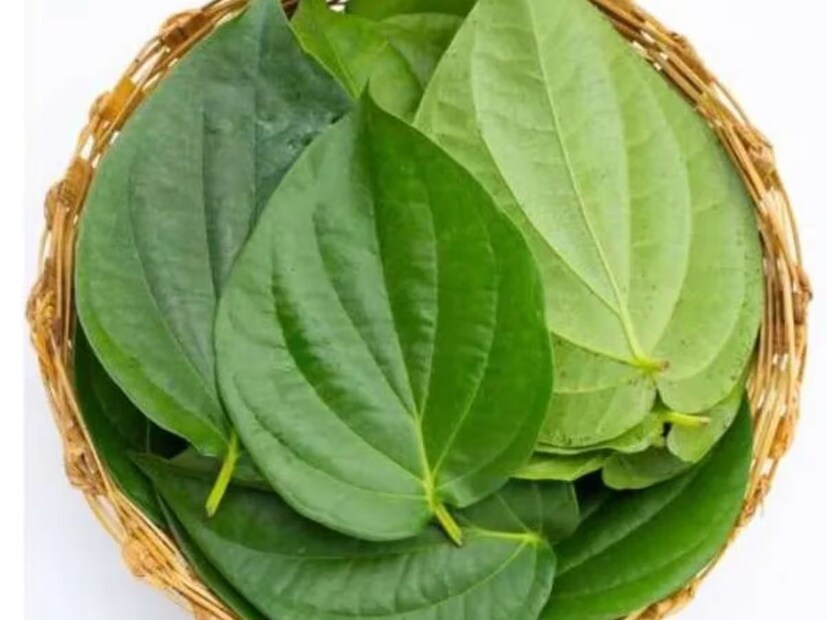 কানপুরের ইউএইচএম জেলা হাসপাতালের আয়ুর্বেদাচার্য চিকিৎসক বিভা ভার্মার পানের উপকারিতা সম্পর্কে জানিয়েছেন, এর পাতায় ট্যানিন, প্রোপেন, অ্যালকালয়েড এবং ফিনাইলের মতো অনেক পুষ্টি উপাদান থাকে, যা শরীরকে নানা রোগের হাত থেকে বাঁচায়।