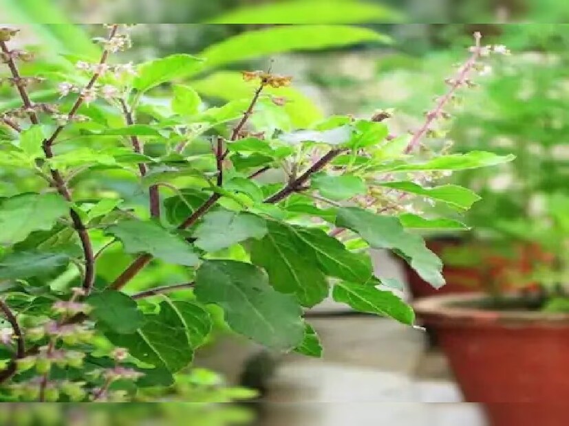 তুলসিগাছ প্রাণবন্ত না হলে লক্ষ্মীদেবীর আশীর্বাদ থেকে বঞ্চিত হতে হয়৷