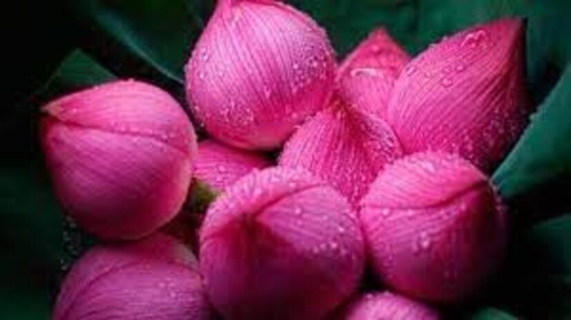 প্রতি বৃহস্পতিবার লক্ষ্মীপুজো করেন? চেষ্টা করুন সেই পুজোতে প্রতি বৃহস্পতিবার একটা করে লালপদ্ম দেবীকে নিবেদন করতে।