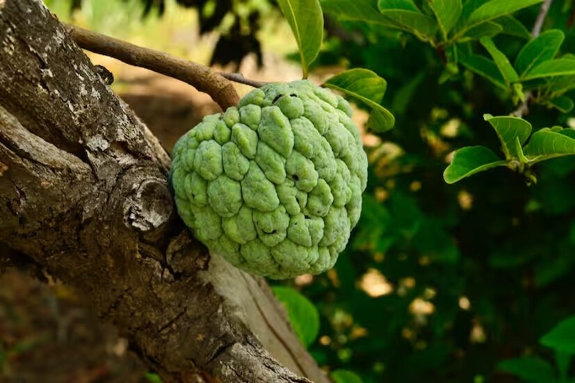 কোচবিহারের এক অভিজ্ঞ চিকিৎসক অসীম জানান, 'আতায় রয়েছে ভিটামিন C একটি অ্যান্টিঅক্সিডেন্ট যা শরীরের ফ্রি র‌্যাডিকেল থেকে মুক্তি দিতে পারে। ফ্রি র‌্যাডিকেল কোষের ক্ষতি, বার্ধক্য ও ক্যানসারের জন্য দায়ী। যদি কারও দুধের খাবারে অ্যালার্জি থাকে। তবে আতা হতে পারে দুর্দান্ত বিকল্প। কারণ এতে দুধের সমান পুষ্টিগুণ রয়েছে।'