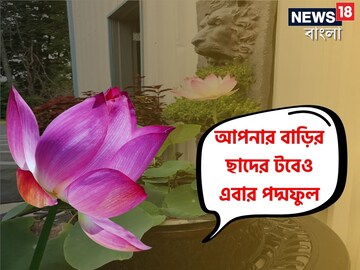 ভারতের জাতীয় ফুল এবার আপনার ছাদেও! সহজে টিপসে বাড়ির টবে উপচে যাবে এত্ত পদ্ম