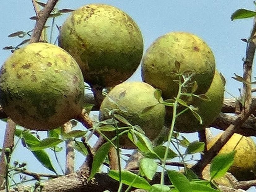 *পাকা বেলে আছে মেথানল নামের একটি উপাদান যা ব্লাড সুগার কমাতে বিশেষ ভূমিকা পালন করে। তবে ভাল ফল পেতে পাকা বেল শরবত করে না খেয়ে এমনিই খেতে হবে। সংগৃহীত ছবি। 