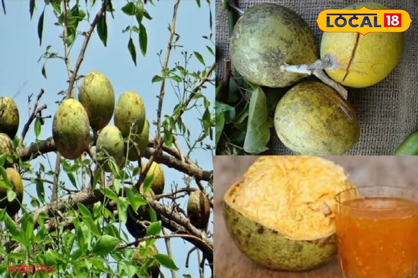 *পেট পরিষ্কার করতে বেল বিশেষ ভাবে উপকারী। তবে এটা একদম সত্যি বেল পেট পরিষ্কার করতে বিশেষ সাহায্য করে। নিয়মিত রোজ যদি আপনি বেলের শরবত খান, তাহলে আপনার পেটের সমস্যা দূর হবে এবং পেট পরিস্কার থাকবে। কোষ্ঠকাঠিন্য আর হবে না, এমনই জানাচ্ছেন ডক্টর আনন্দ মণ্ডল। সংগৃহীত ছবি। 
