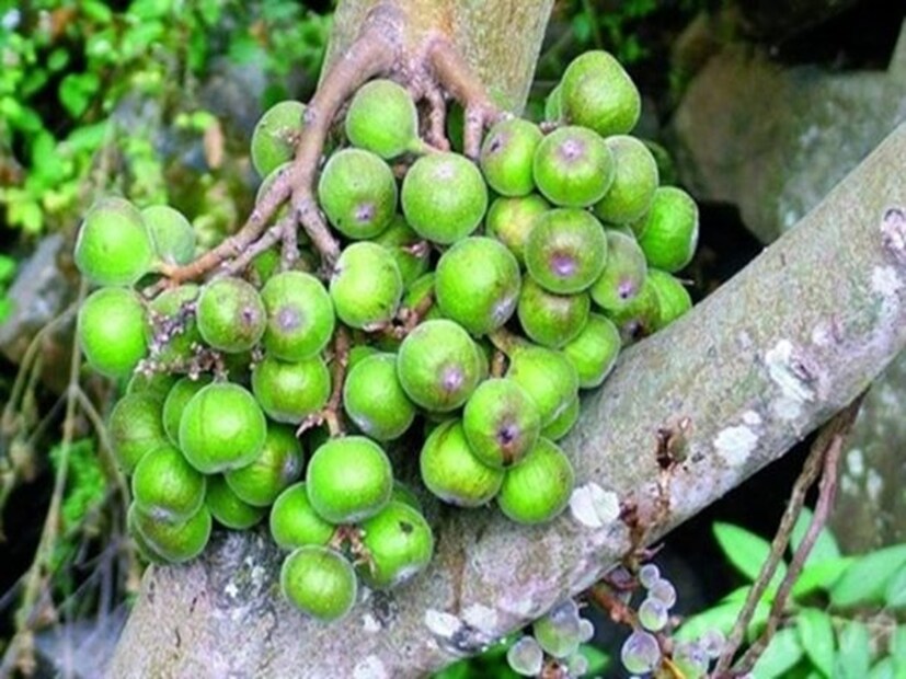 পাহাড়ে এটি খুব ভাল পাওয়া যায়৷  এটি কাঁচা অবস্থায় গাছ থেকে ছিঁড়েও খাওয়া যায়। তবে শুকিয়ে যাওয়ার পর এই ফলটি আরও বেশি উপকারী হয়। বিদেশ থেকেও ভারতে আমদানি করা হয় এই ফল। এটি হল ডুমুর৷