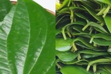 ডায়াবেটিসে সঞ্জীবনীর সমান 'এই' পাতা! চিবিয়ে খেলে কমবে দাঁতের ব্যাথাও