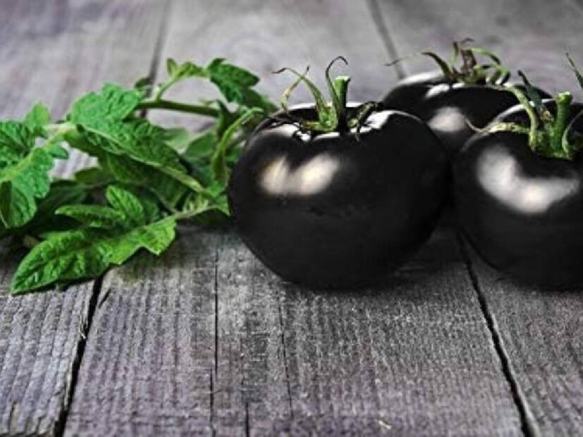 Black Tomato: আগে ভারতে কালো টম্যাটো চাষ হত না। কিন্তু ধীরে ধীরে ইউরোপের মতো ভারতেও এর প্রচলন শুরু হয়। ইউরোপে এই কালো টম্যাটো সুপারফুড হিসেবে খাওয়া হয়। তাই ইংল্যান্ডে একে বলা হয় ইন্ডিগো রোজ টম্যাটো। ভারতে কালো টম্যাটো চাষ আগে শুধু হিমাচল প্রদেশেই হতো। কিন্তু এখন অন্য রাজ্যেও তা শুরু করেছে। 