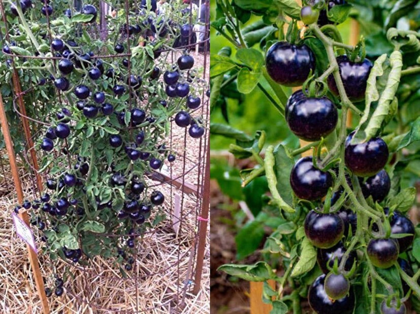 Black Tomato: আজকাল ভারতে কালো রঙের টম্যাটোর প্রচুর চাষ হচ্ছে। কালো টম্যাটোতে রয়েছে অপরিসীম পুষ্টিগুণ। একাধিক জটিল রোগের যম এই সবজি। ক্যান্সারের ঝুঁকি কমাতেও এই সবজির গুরুত্ব রয়েছে। তবে কেবল এর উপকারিতার কথা বলা হচ্ছে না। এই সবজি চাষে আপনার অর্থভাগ্য খুলে যেতে পারে।