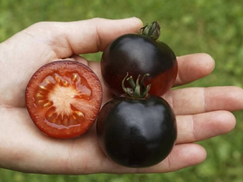 Black Tomato: আপনি নিজেই এই সবজি চাষ করতে পারেন খুব সহজে। কয়েক মাসে লক্ষাধিক মুনাফা দিতে পারে কিন্তু। তাহলে চলুন জেনে নিই কীভাবে কালো টম্যাটো চাষ করবেন। 