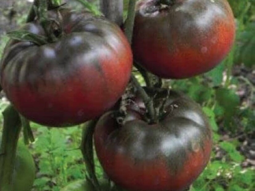 Black Tomato: এর চাষের জন্য উপযুক্ত মাটির pH মান ৬-৭-এর মধ্যে থাকে। গরম আবহাওয়ায় এর বৃদ্ধি ভাল হয়। লাল টম্যাটোর তুলনায় কালো টম্যাটো চাষে ফল আসে একটু দেরিতে। এর জন্য কৃষকদের অপেক্ষা করতে হবে। শীতের মাসগুলি এর চাষের জন্য ভাল বলে মনে করা হয়। 
