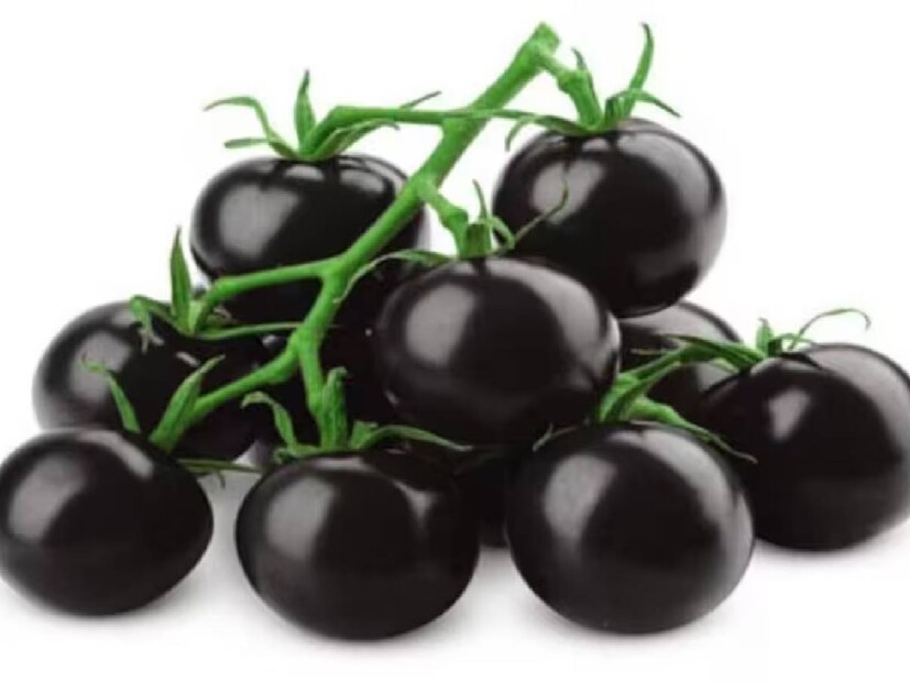 Black Tomato: আপনার লাভ হতে পারে প্রায় ৪ লক্ষ টাকা। অর্থাৎ মাত্র কয়েক মাসে চাষ করে লাখ টাকার উপর আয় করতে পারবেন। বর্তমানে ভারতে কালো টম্যাটোর দাম অনেক বেশি। প্রতি কেজি বিক্রি হচ্ছে ১০০-১৫০ টাকায়। 