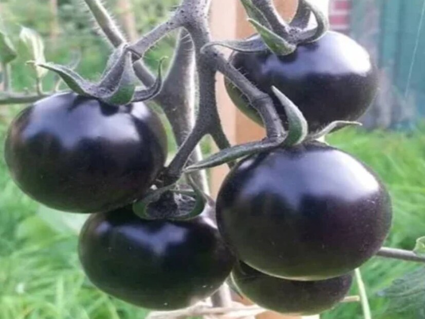 Black Tomato: কালো টম্যাটো ফসল রোপণের ৩ মাস পর ফল ধরতে শুরু করে। তার মানে আপনি যদি আগামী ডিসেম্বরে ফসল রোপণ করেন তবে এটি মার্চ-এপ্রিল মাসে প্রস্তুত হবে। এক হেক্টর জমিতে কালো টম্যাটো চাষ শুরু করেন।