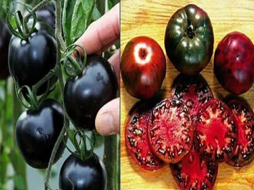 Black Tomato: হেঁসেলে টম্যাটো মানেই লাল টম্যাটো। আর রান্নায় রং এবং স্বাদ আনতে এই সবজির মাহাত্ম্য অনেক। সাধারণত মানুষ লাল টম্যাটোই বেশি পছন্দ করেন। কেউ কেউ হয়তো জানেনই না যে টম্যাটো লাল ছাড়াও অন্যান্য রঙের হয়। লাল, সবুজ অথবা কালো রঙের টম্যাটোরও গুরুত্ব অনেক।