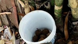 বোমা উদ্ধার মুর্শিদাবাদে