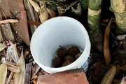 আগ্নেয়াস্ত্র-সহ গ্রেফতার যুবক, জেলার একাধিক জায়গায় বোমা উদ্ধার, ছড়িয়েছে আতঙ্ক