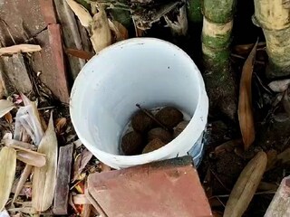 বোমা উদ্ধার মুর্শিদাবাদে