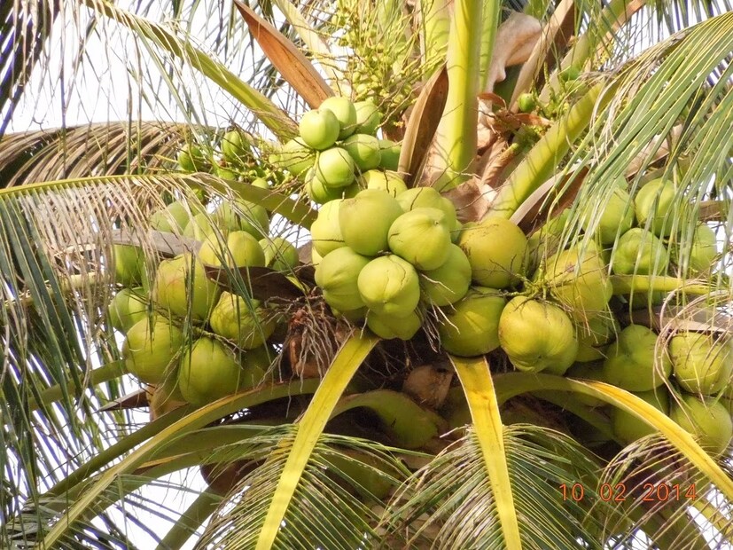 Coconut Tree Vastu: ভোপালের বাসিন্দা জ্যোতিষী পণ্ডিত যোগেশ চৌরে থেকে জেনে নেওয়া যাক কোন দিকটি নারকেল গাছ লাগানোর জন্য উপযুক্ত। (প্রতীকী ছবি)