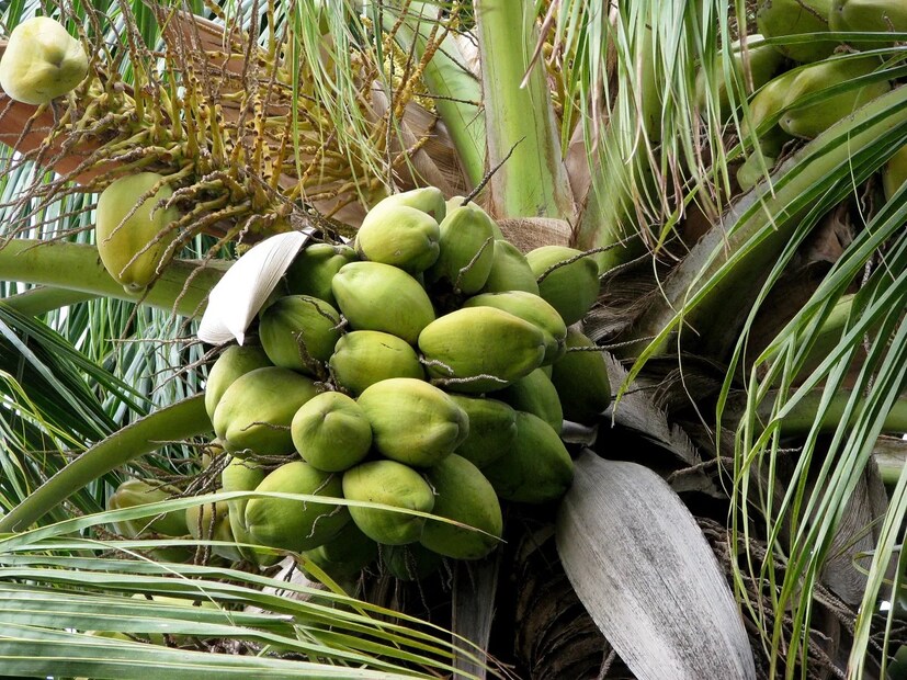 উত্তরটি হল সুপারি গাছ, নারিকেল গাছ,কলা গাছ জাতীয় গাছের কোন ডাল থাকে না। পুরো গাছে একটাও ডাল হয় বা। 