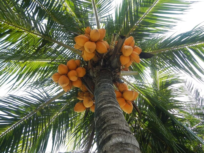 Coconut Tree Vastu: অনেকেই বাড়িতে গাছ-গাছালি লাগাতে পছন্দ করেন। কিছু মানুষ শুধু সাজসজ্জার জন্য এগুলি রোপণ করেন, কেউ আবার ঘরে ইতিবাচক শক্তির জন্য গাছ লাগান, কেউ আবার পরিবেশের কথা মাথায় রেখে। (প্রতীকী ছবি)