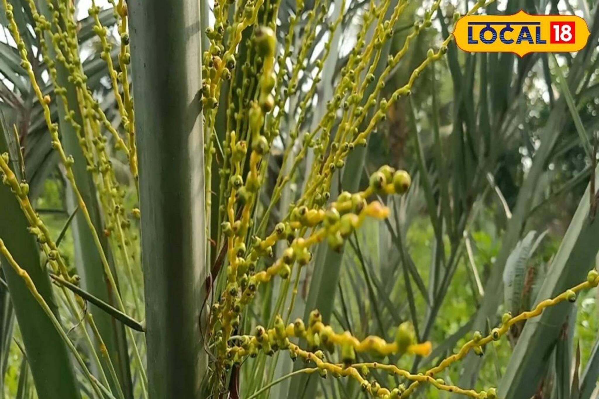 মরু দেশের এই বিখ্যাত জিনিস পাওয়া যাচ্ছে বসিরহাটের মাটিতে, দেখতে ভিড় করছেন অনেকে