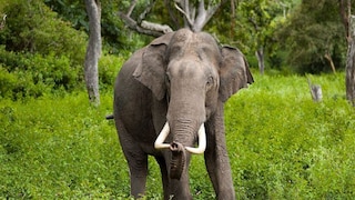 গ্রামে হঠাৎ হাতির হানা, পিষে দিল ভাই বোনকে, বিস্তারিত জানুন গ্রামে হঠাৎ হাতির হানা, পিষে দিল ভাই বোনকে, বিস্তারিত জানুন