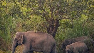 গভীর রাতে হাতির হানা! গ্রামবাসীদের বাঁচাতে গিয়ে প্রাণ গেল ব্যক্তির, শোকের ছায়া (প্রতীকী ছবি) গভীর রাতে হাতির হানা! গ্রামবাসীদের বাঁচাতে গিয়ে প্রাণ গেল ব্যক্তির, শোকের ছায়া (প্রতীকী ছবি)