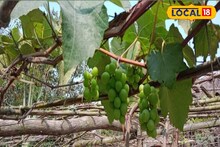 সুন্দরবনের মাটিতে ফলছে সবুজ, লাল ও কালো রঙের ‘এই’ ফল, মোটা টাকা লাভ করছেন চাষিরা