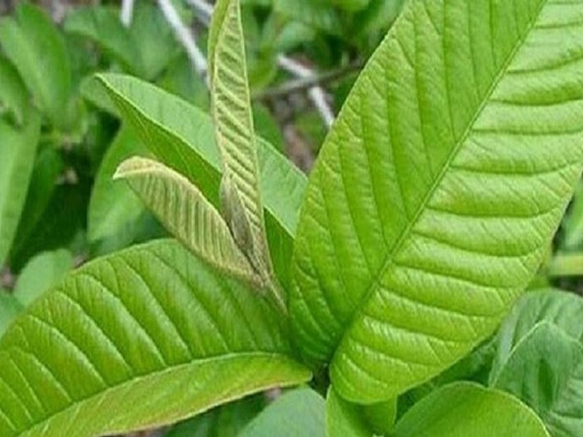 সুগারের চিকিৎসায় মহৌষধ: প্রিয়াঙ্কা জয়সওয়াল বলেন যে, পেয়ারা পাতায় অনেক বায়োঅ্যাকটিভ যৌগ রয়েছে। যা কেবলমাত্র শরীরে সুগার এবং কার্বোহাইড্রেট শোষণ প্রতিরোধে সহায়ক নয়, এর পাশাপাশি ক্যালোরির পরিমাণ কমাতেও কার্যকর। ফলে খালি পেটে পেয়ারা পাতা সেবন করলে তা ওজন কমাতে গুরুত্বপূর্ণ ভূমিকা পালন করে।