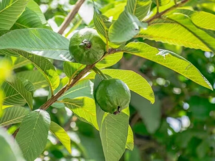 ডায়েরিয়াতেও উপকারী: পেয়ারা পাতার মধ্যে ডায়াবেটিস প্রতিহত করার গুণাবলী পাওয়া যায়। এর পাশাপাশি সকালে খালি পেটে পেয়ারা পাতা চিবিয়ে খেলে হজমশক্তিও ভাল হয়। এতে পেটের সমস্যা যেমন - বদহজম, কোষ্ঠকাঠিন্য, গ্যাস, অ্যাসিডিটির ঝুঁকি কমে। তাই প্রতিদিন সকালে পেয়ারা পাতা চিবিয়ে খাওয়া উচিত।