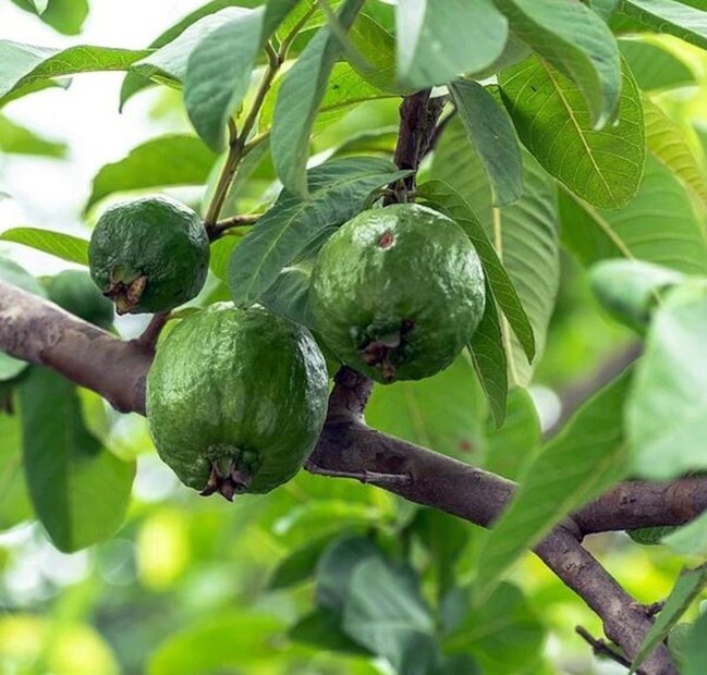ক্যানসার থেকে রক্ষা করেপ্রিয়াঙ্কা জয়সওয়াল বলেন, পেয়ারা পাতায় শক্তিশালী অ্যান্টিঅক্সিডেন্ট থাকে যা ক্ষতিকর ফ্রি র‍্যাডিক্যাল নিষ্ক্রিয় করে। এটি ক্যানসারের জন্য দায়ী কোষের ক্ষতি এবং পরিবর্তনের ঝুঁকি হ্রাস করতে পারে। নিয়মিত সেবন নির্দিষ্ট ধরণের ক্যানসারের বিরুদ্ধে সুরক্ষা সরবরাহ করতে পারে।
