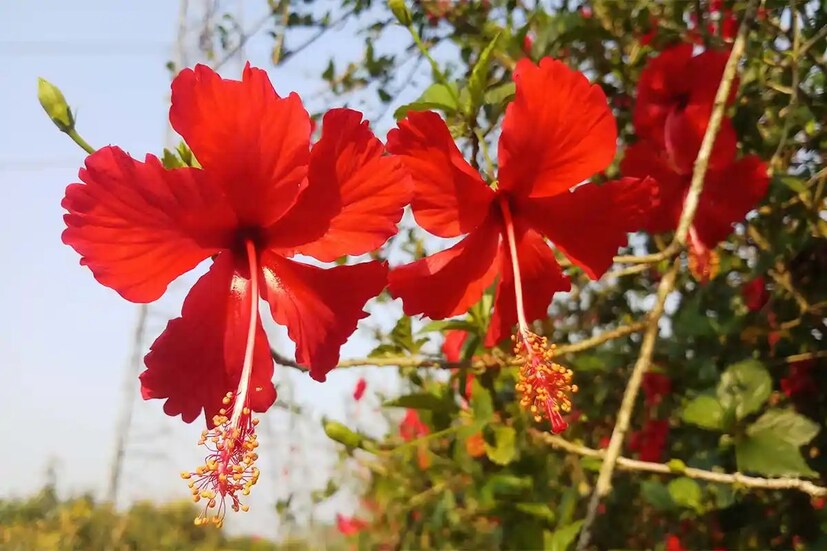 সেই সঙ্গে শরীরের রোগ প্রতিরোধ ক্ষমতা বাড়িয়ে তোলে। যে কারণে সর্দি-কাশির আর্য়ুবেদিক ওষুধ তৈরিতেও জবা ফুল ব্যবহার করা হয়। এছাড়াও মেয়েদের পিরিয়ডের সময়ে যদি নিয়মিত জবা ফুলের রস পান করে, তাহলে পিরিয়ড ক্র্যাম্প এবং যন্ত্রণা অনেকটাই কমে। সেই সঙ্গে অন্যান্য অস্বস্তিও দূর হয়। 