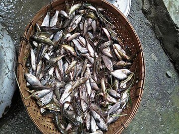 তড়তড়িয়ে বাড়বে হিমোগ্লোবিন! এই খাবারের পুষ্টিগুণ শুনলে চোখ কপালে উঠবে