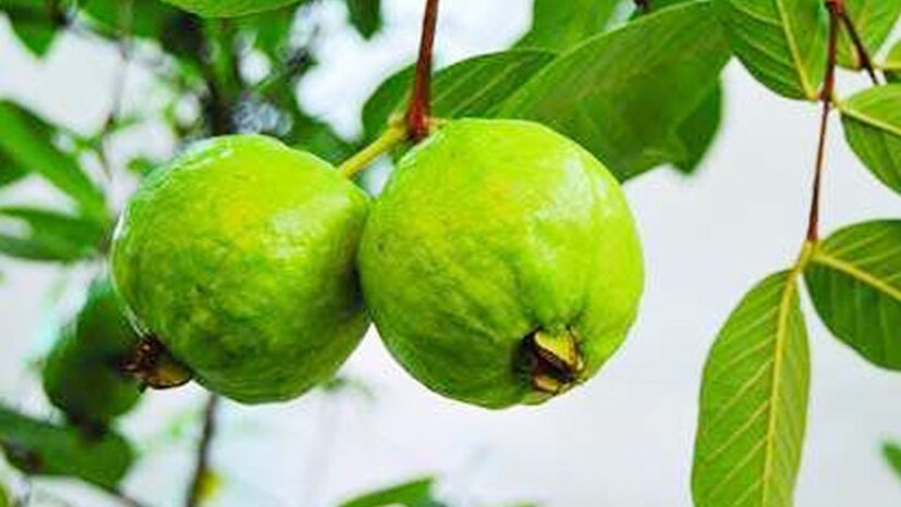 পেয়ারা-- যাঁরা নিয়মিত পেয়ারা খান, তাঁদের রক্তচাপ এবং কোলেস্টেরলের মাত্রা অনেকাংশে নিয়ন্ত্রণে থাকে। আবার পেয়ারায় উপস্থিত ভিটামিন-সি ত্বকের বলিরেখা দূর করে। কোষ্ঠকাঠিন্যের সমস্যাতেও অত্যন্ত উপকারী পেয়ারা।