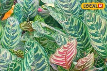 এই গাছের চাহিদা শুনলে অবাক হয়ে যাবেন ! দাম কত জানেন?
