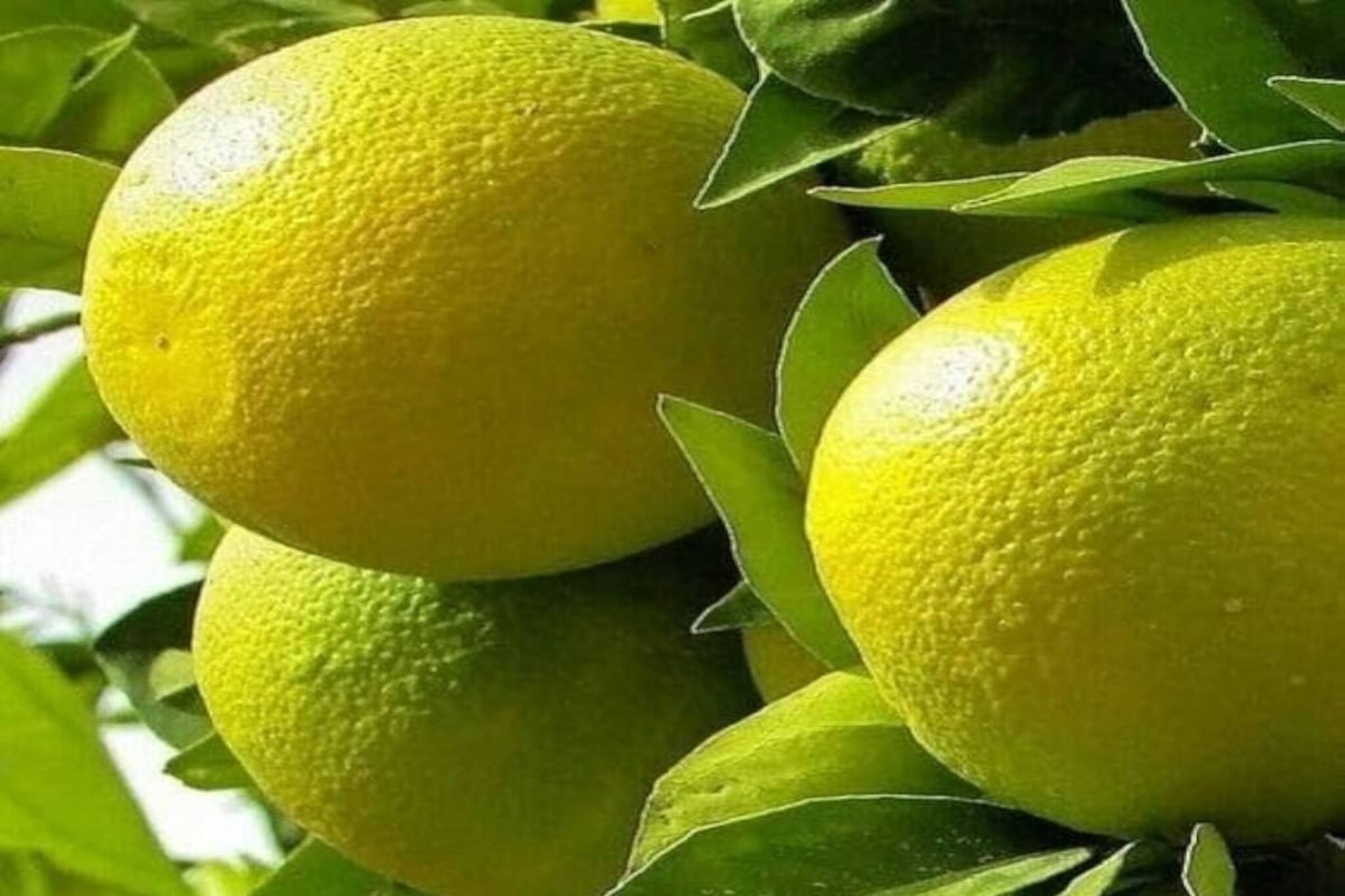 বাম্পার সুযোগ! বড়লোক করে দেবে ৩ ফুটের 'মাল্টা'! ৩০ টাকার গাছ কিনেই লক্ষ লক্ষ আয়!