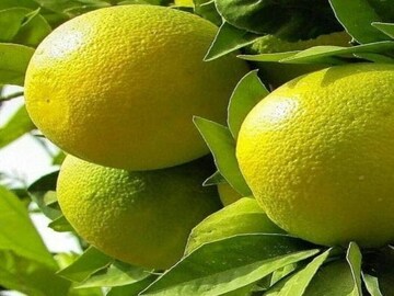 তিন