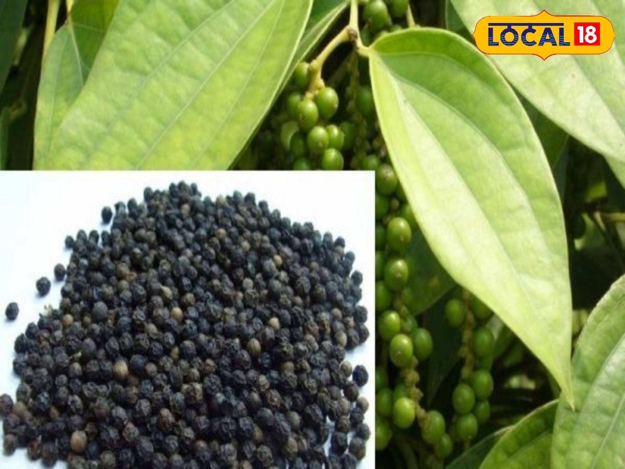 এই নিয়ম মেনে গোলমরিচ খান! দূর হবে ডায়াবেটিস, কোলেস্টেরল-সহ বহু জটিল রোগ!