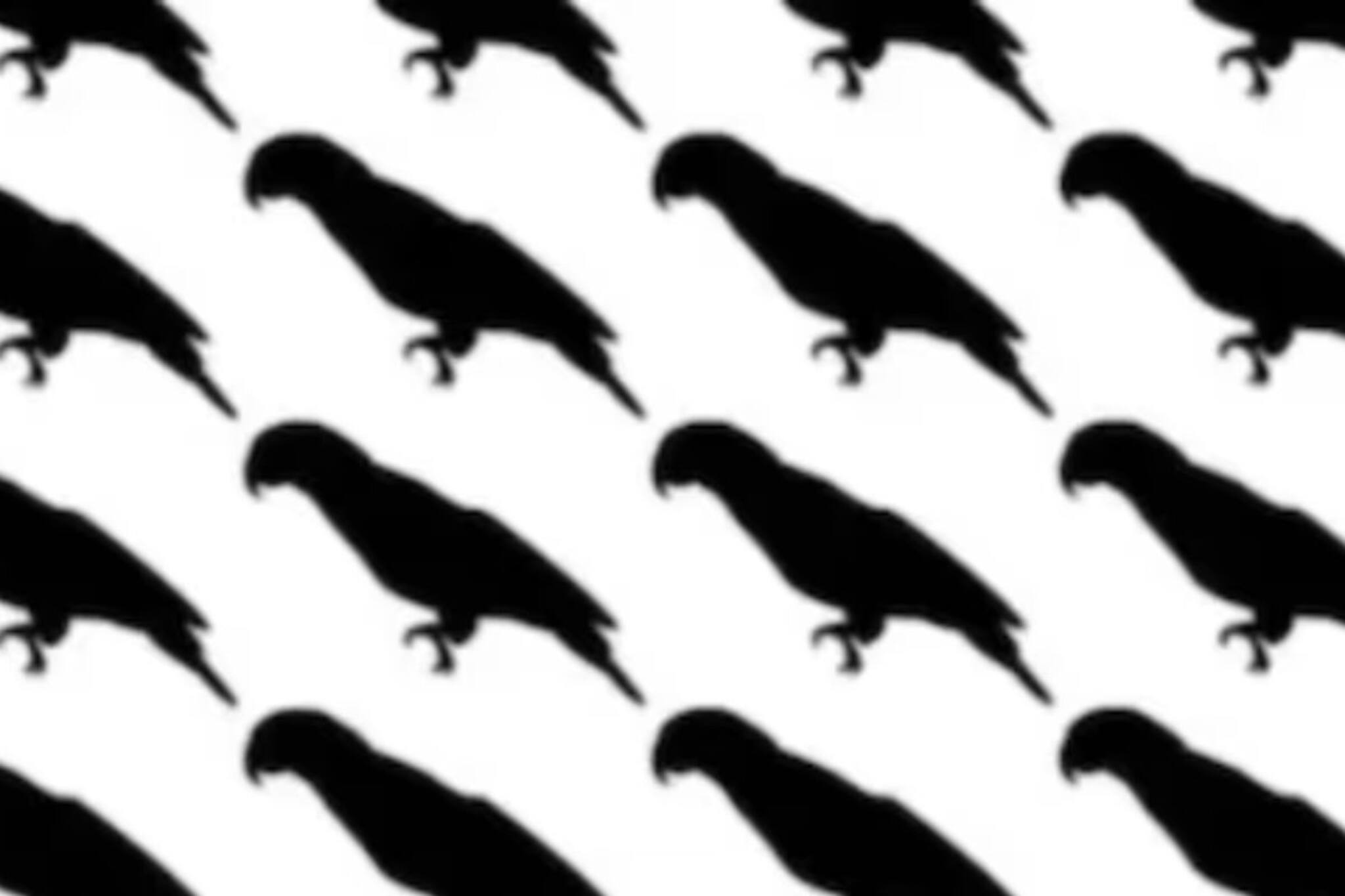 পাখির ভিড়ে লুকিয়ে পা নেই এমন একটি টিয়া! ৭ সেকেন্ডে খুঁজে পেলেই হবে বাজিমাত