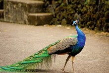 হঠাৎ বাড়ির ছাদে আছড়ে পড়ল ময়ূর! তারপর...