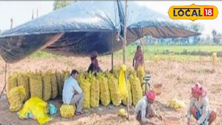 তাবু টাঙিয়ে আলু রক্ষার চেষ্টা