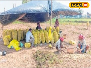 তাবু টাঙিয়ে আলু রক্ষার চেষ্টা